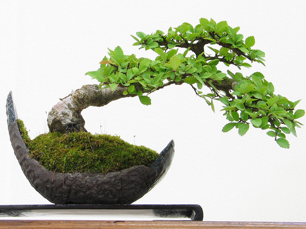 Bonsai